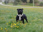 tyson - Staffordshire Bull Terrier Mâle (1 an)
