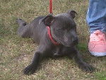 K - Staffordshire Bull Terrier Mâle (4 mois)
