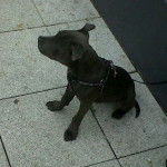 K - Staffordshire Bull Terrier Mâle (5 mois)