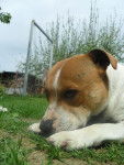 Bikers Macy Gray - Staffordshire Bull Terrier (6 mois)
