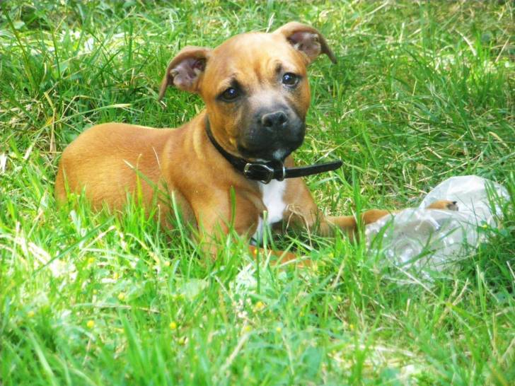 Havannah - Staffordshire Bull Terrier (4 mois)