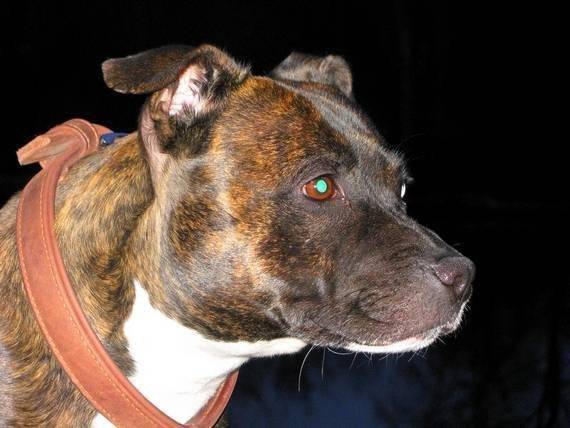 Athena - Staffordshire Bull Terrier (3 ans)