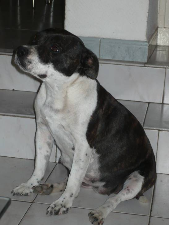Missy - Staffordshire Bull Terrier (2 ans)