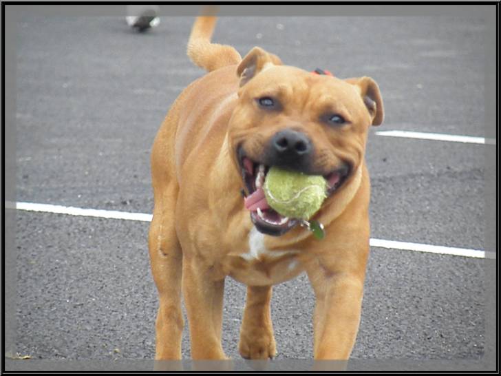 Gucci - Staffordshire Bull Terrier Mâle (1 an)