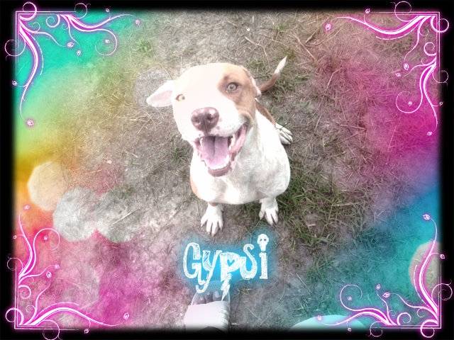 Gypsi - Staffordshire Bull Terrier (1 an)