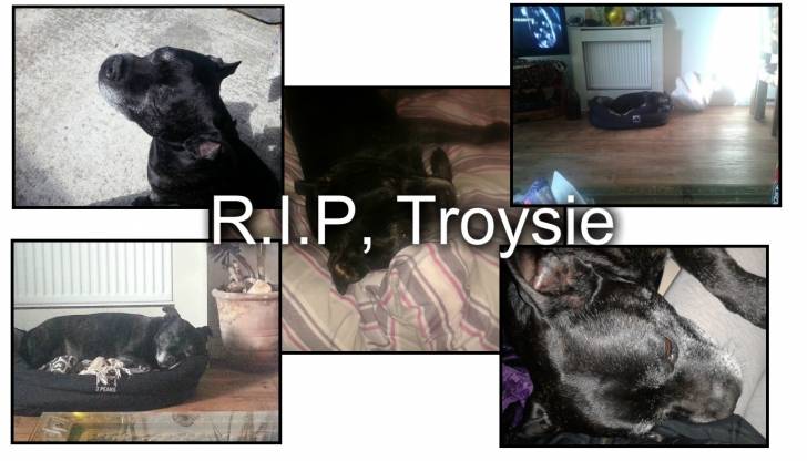 Troysie - Staffordshire Bull Terrier Mâle (12 ans)