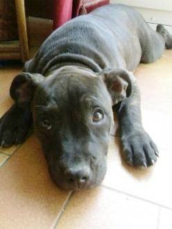 furia - Staffordshire Bull Terrier (4 mois)
