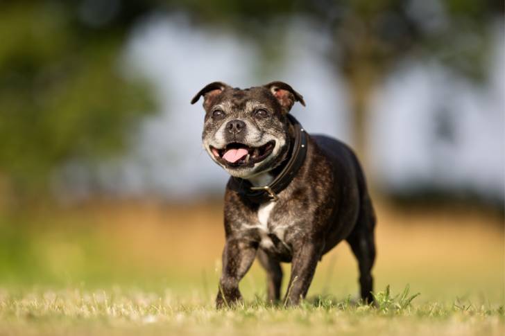 Photo Staffordshire Bull Terrier