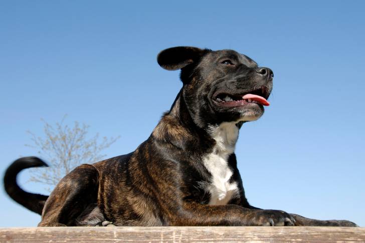 Photo Staffordshire Bull Terrier