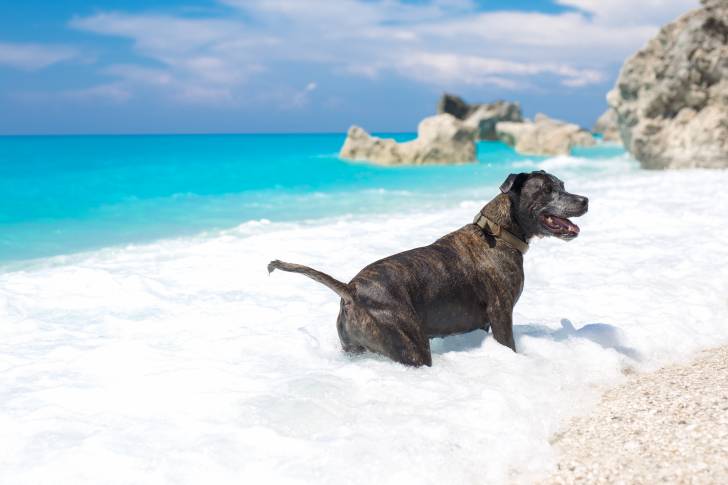 Un Staffordshire Bull Terrier se baigne dans l'océan