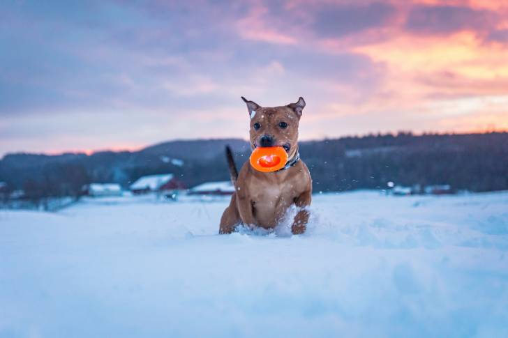 Un Staffie qui joue avec un frisbee dans la neige