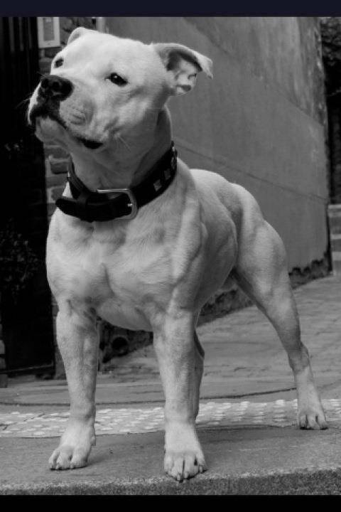 hupsi - Staffordshire Bull Terrier (1 mois)