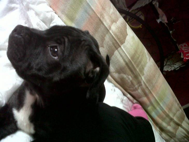 gena - Staffordshire Bull Terrier (6 mois)
