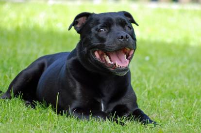 Un Staffordshire Bull Terrier noir allongé dans l'herbe