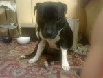 Roxy - Staffordshire Bull Terrier Femelle (2 ans)