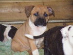 Haka - Staffordshire Bull Terrier Femelle (7 mois)