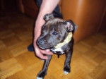 Keyna chiot staffordshire bull terrier - Staffordshire Bull Terrier