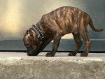 Mesrine - Staffordshire Bull Terrier Mâle (3 mois)