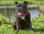 Photo Staffordshire Bull Terrier