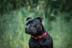 Photo Staffordshire Bull Terrier
