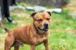 Photo Staffordshire Bull Terrier