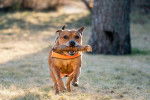 Photo Staffordshire Bull Terrier