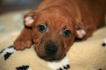 Photo Staffordshire Bull Terrier