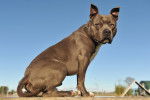 Photo Staffordshire Bull Terrier