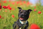 Photo Staffordshire Bull Terrier