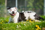 Un Staffordshire Bull Terrier noir et blanc allongé au milieu des fleurs