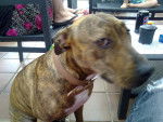 sasha - Staffordshire Bull Terrier Femelle (1 an)