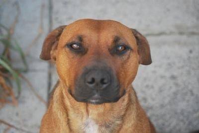 Charlie - Staffordshire Bull Terrier Mâle (6 ans)