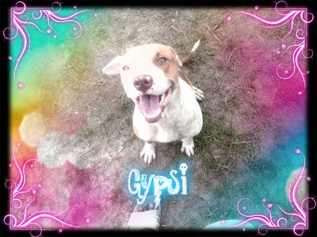 Gypsi - Staffordshire Bull Terrier Femelle (1 an)