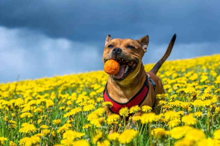 Un Staffie qui se promène dans un champ de fleurs avec une balle en plastique dans la gueule 