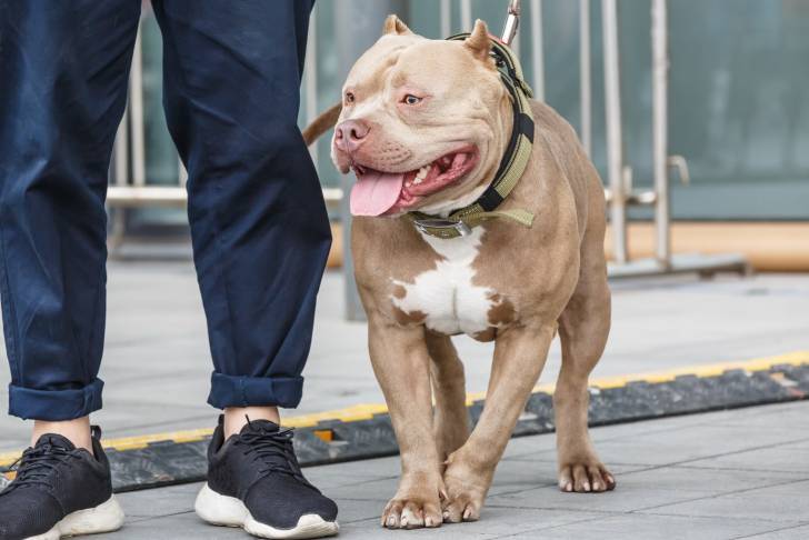 Photo Staffordshire Bull Terrier