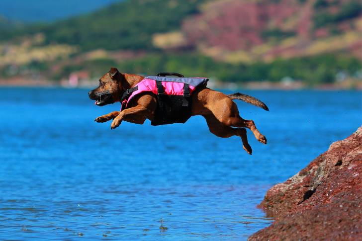 Un Staffie fauve en train de sauter dans l'eau
