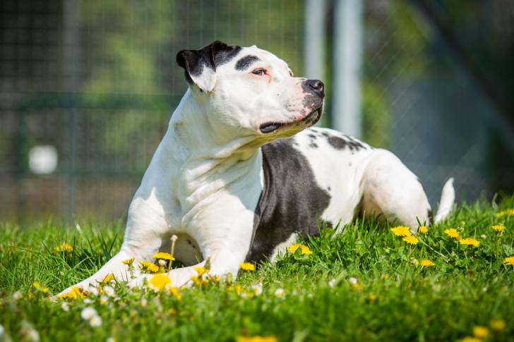 Photo Staffordshire Bull Terrier