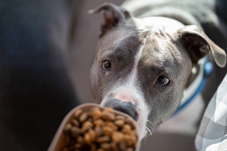 Un Staffie bleu qui attend sa gamelle de croquettes