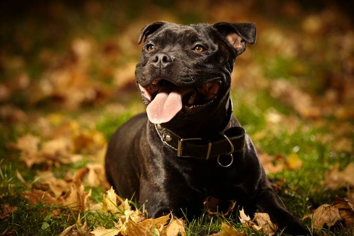 Un Staffie noir allongé dehors en automne 