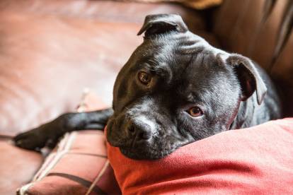 Un Staffie allongé sur un canapé