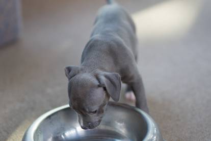 Un chiot Staffie bleu en train de boire dans sa gamelle
