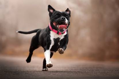 Un jeune Staffie noir en train de courir la gueule ouverte