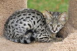 Un chaton Savannah assis sur un mur de pierre