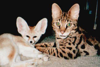 Savannah - Savannah