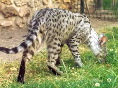 Savannah - Savannah