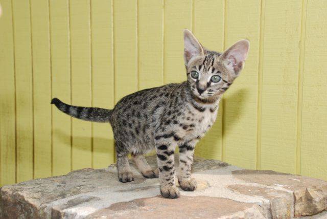 Savannah DARIA - Savannah