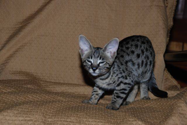 Savannah DARIA 2 mois 1/2 - Savannah (2 mois)