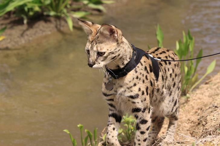 Un Savannah promené en laisse au bord de l'eau