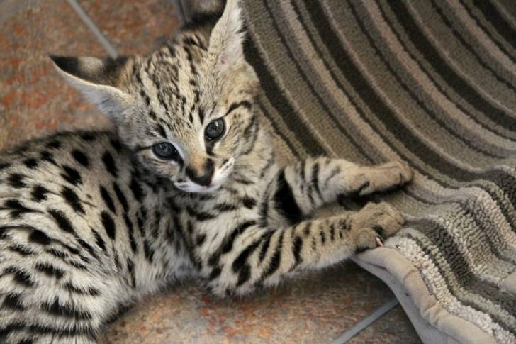 Un chaton Savannah en train de jouer avec un tapis