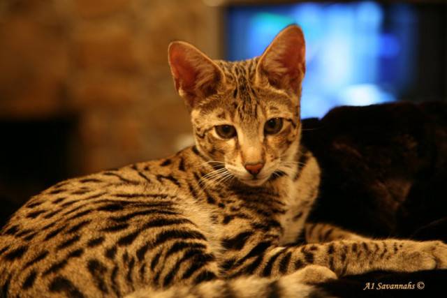 Un Savannah pris en photo à son domicile